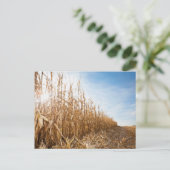 Teilweise geerntetes Maisfeld Postkarte (Stehend Vorderseite)