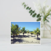 Tela Beach Palms Postkarte (Stehend Vorderseite)