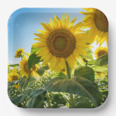 Teller (Vorderseite)