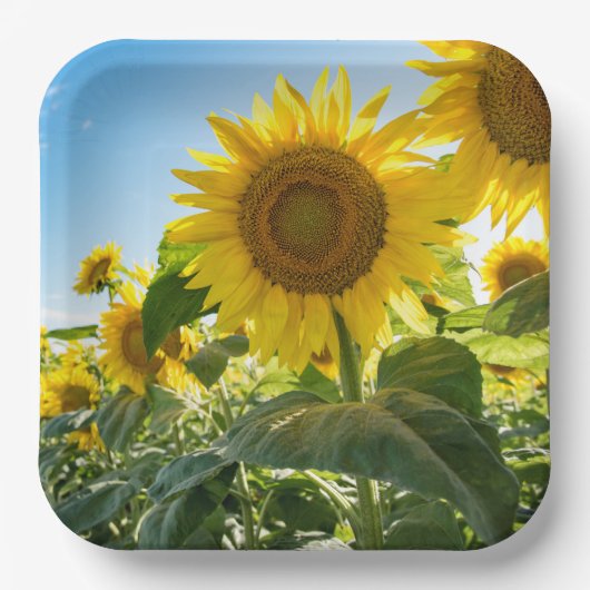 Teller (Vorderseite)