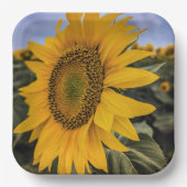 Teller (Vorderseite)