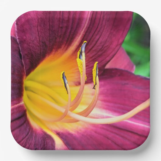 Teller (Vorderseite)