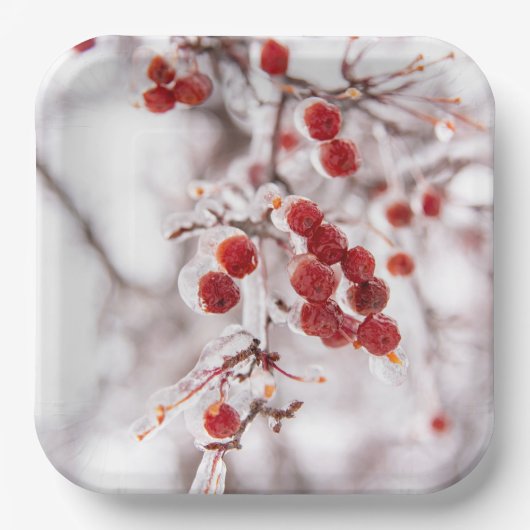 Teller (Vorderseite)