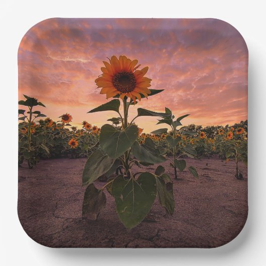 Teller (Vorderseite)