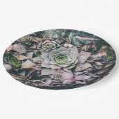 Teller (Schrägansicht)