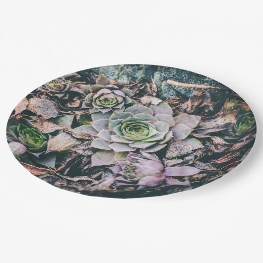 Teller (Schrägansicht)