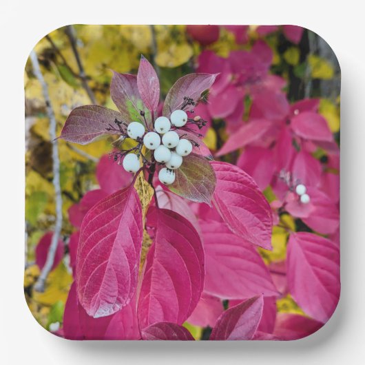 Teller (Vorderseite)