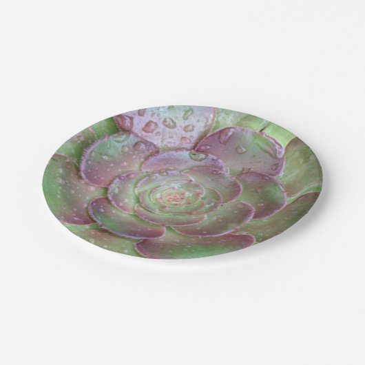 Teller (Schrägansicht)