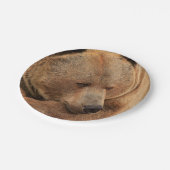 Teller aus Grizzlybärpapier (Schrägansicht)