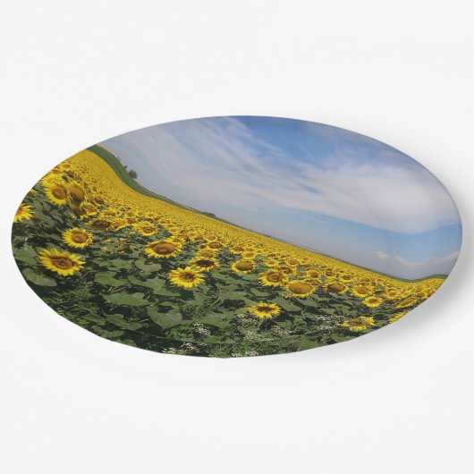 Teller für Sonnenblumenfelder (Schrägansicht)