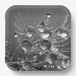Teller mit ruhigen Wassertropfen
