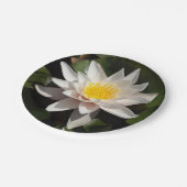 Teller von Wasserlilie (Schrägansicht)