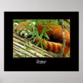 Tello Poster (Vorne)