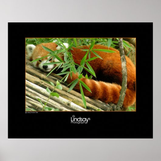 Tello Poster (Vorne)