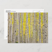 Telluride Aspens... Postkarte (Vorne/Hinten)
