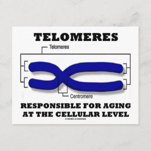 Telomeres, die für das Altern auf Zellebene verant Karte