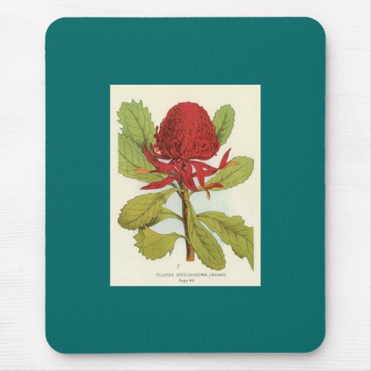 Telopea Speciosissimae Waratah Mousepad (Vorne)