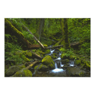 Temperament Rainforest Stream in Columbia River Fotodruck