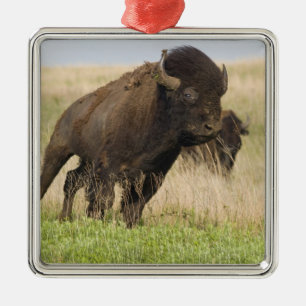 Temperamentvoller junger Bison-Bulle im Tallgrass Silbernes Ornament