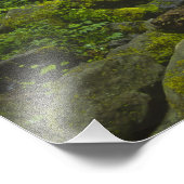 Temperate Rainforest Stream im Columbia River Fotodruck (Ecke)