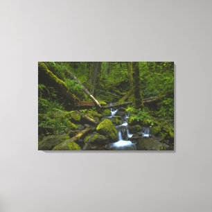 Temperate Rainforest Stream im Columbia River Leinwanddruck