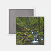 Temperate Rainforest Stream im Columbia River Magnet (Vorderseite/Rückseite)