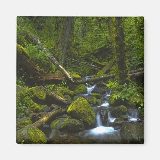 Temperate Rainforest Stream im Columbia River Magnet (Vorne)