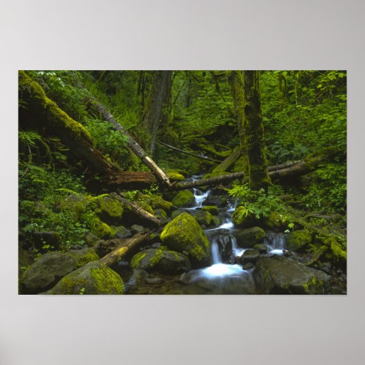 Temperate Rainforest Stream im Columbia River Poster (Vorne)