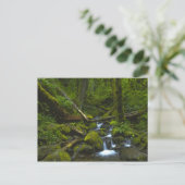 Temperate Rainforest Stream im Columbia River Postkarte (Stehend Vorderseite)