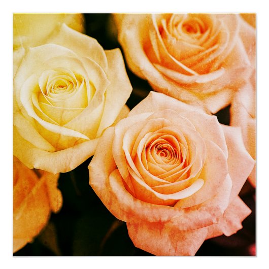 Temping Blush Reverie Poster (Vorderseite)