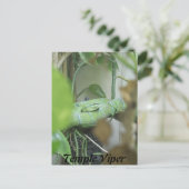 Temple Viper Postkarte (Stehend Vorderseite)