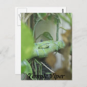 Temple Viper Postkarte (Vorne/Hinten)