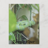 Temple Viper Postkarte (Vorderseite)