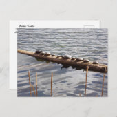 Ten Turtles Sunning on Log Postcard Postkarte (Vorne/Hinten)