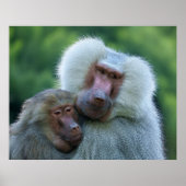 Tender Baboon Bond Poster (Vorne)