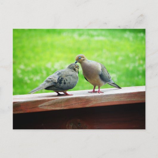 Tender Lovebirds Kiss Postkarte (Vorderseite)
