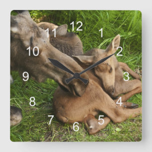 Tender Mother Moose Quadratische Wanduhr