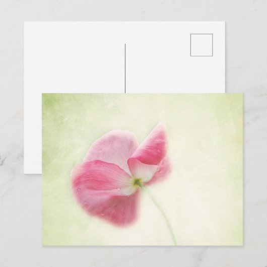 Tender Poppy Postkarte (Vorne/Hinten)