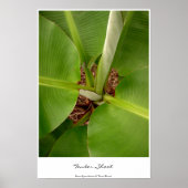 Tender Shoots Poster (Vorne)