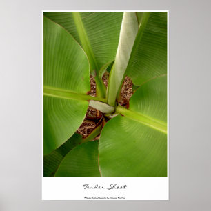 Tender Shoots Poster