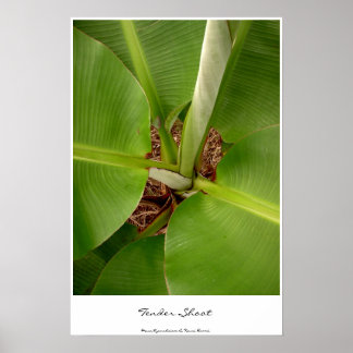 Tender Shoots Poster