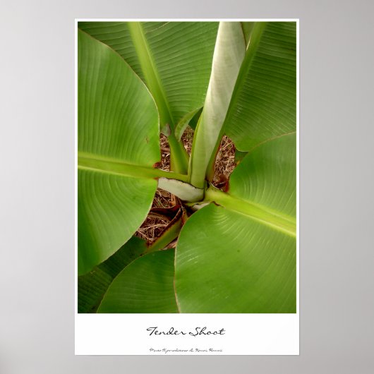 Tender Shoots Poster (Vorne)