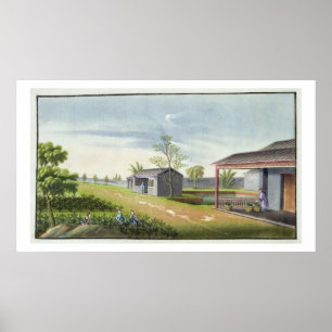 Tending tea plants (w/c on paper) poster