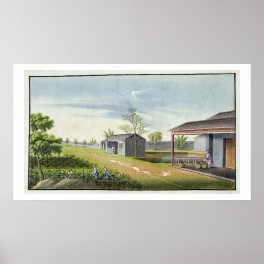 Tending tea plants (w/c on paper) poster (Vorne)
