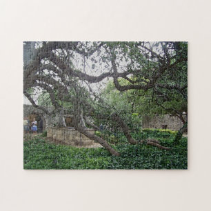 Tendril-Baum im Alamo, San Antonio, Texas Puzzle