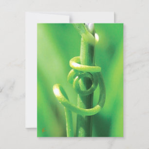 Tendril Vine Lovers in Nature Postkarte