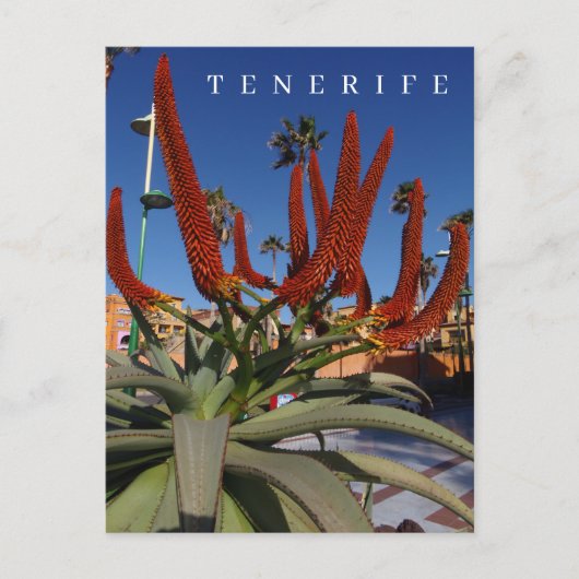 Tenerife Aloe Vera Blume Blick Postkarte (Vorderseite)