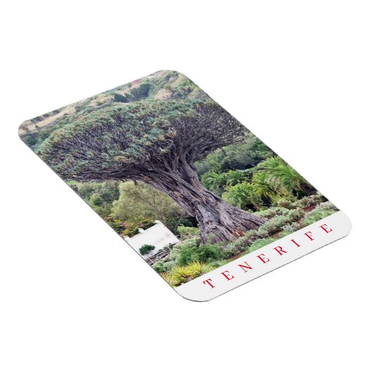 Tenerife Dragon Tree View Kühlschrankmagnet Magnet (Rechte Seite)
