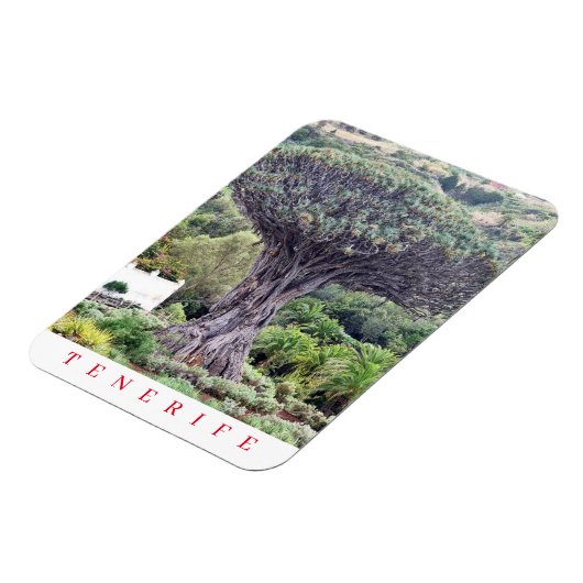 Tenerife Dragon Tree View Kühlschrankmagnet Magnet (Linke Seite)