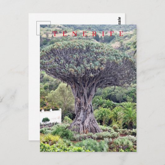 Teneriffa-Drachenbaum-Ansicht Postkarte (Vorne/Hinten)